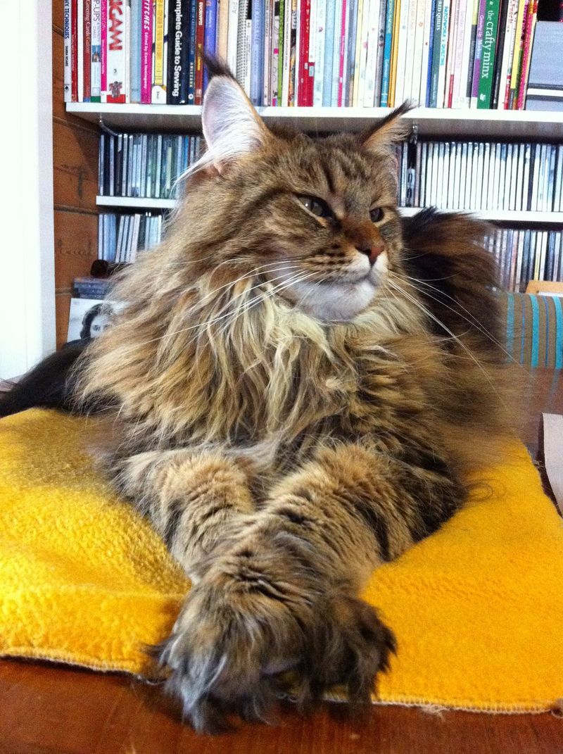 Maine Coon Cat