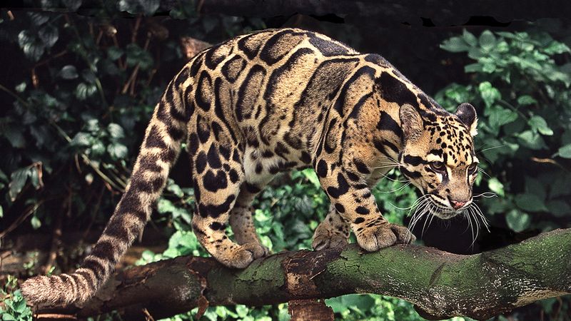 Mainland Clouded Leopard