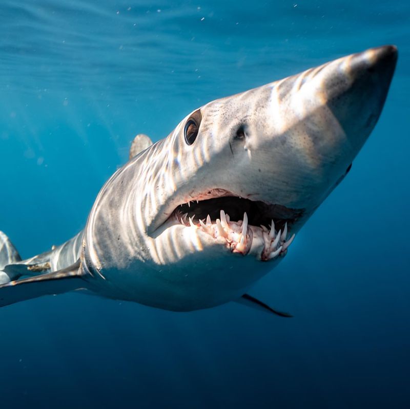 Mako Shark