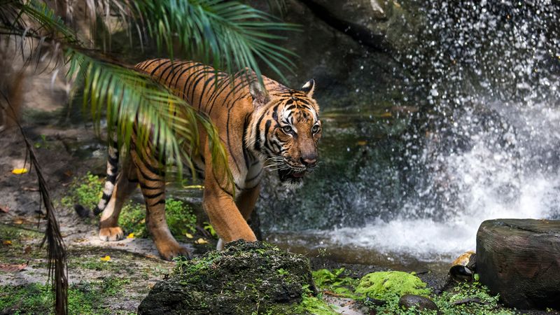 Malayan Tiger (Endangered)