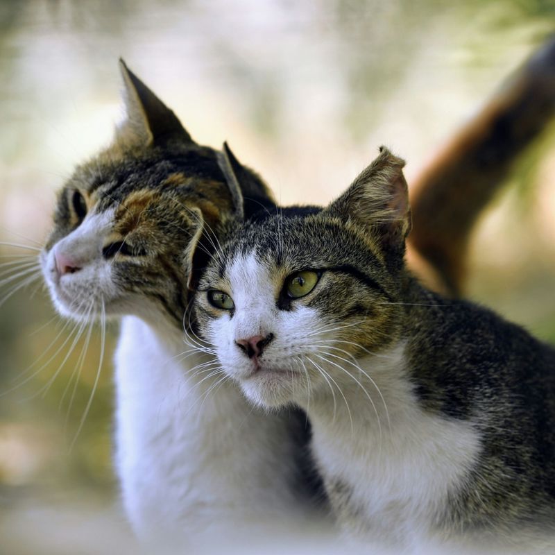 Male vs. Female Cats: Which One Is Right for You?