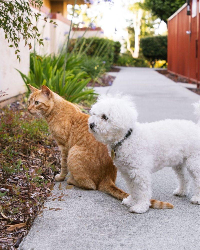 Male vs. Female Cats: Which One Is Right for You?