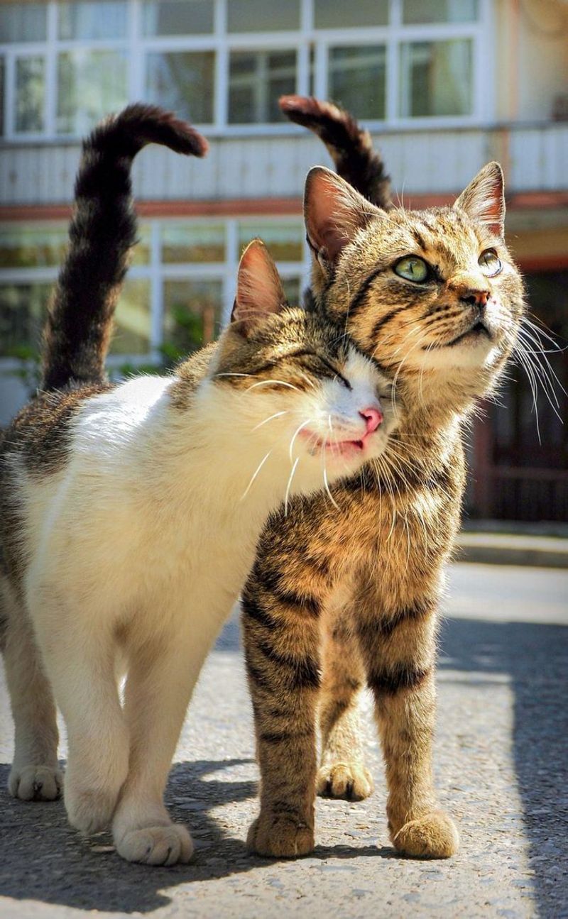 Male vs. Female Cats: Which One Is Right for You?