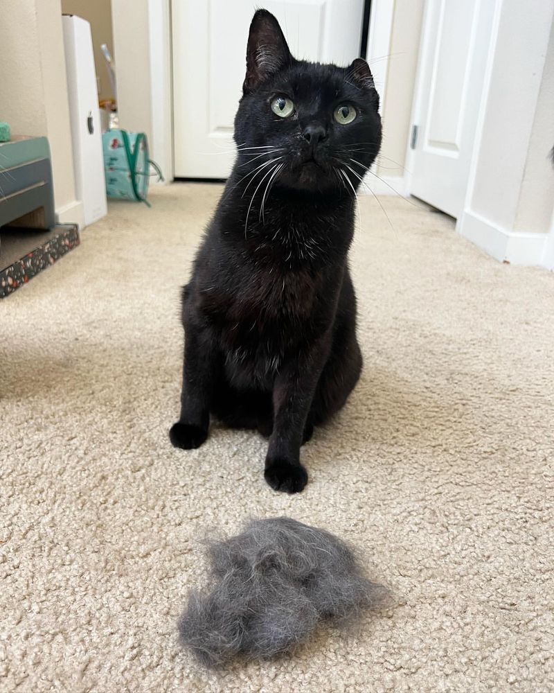 Managing Shedding and Hairballs