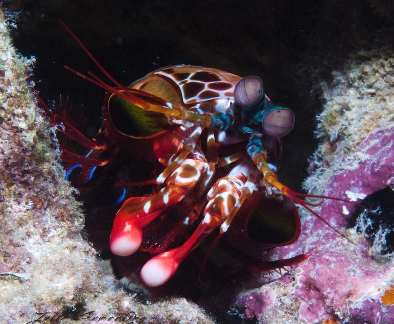 Mantis Shrimp