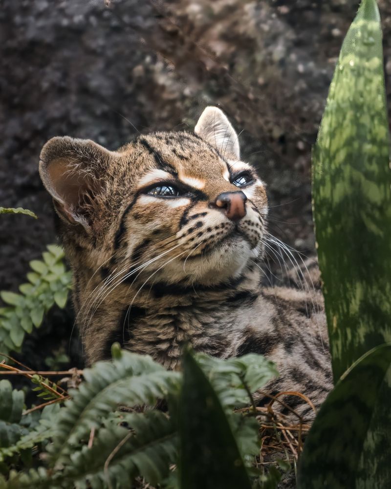 Margay