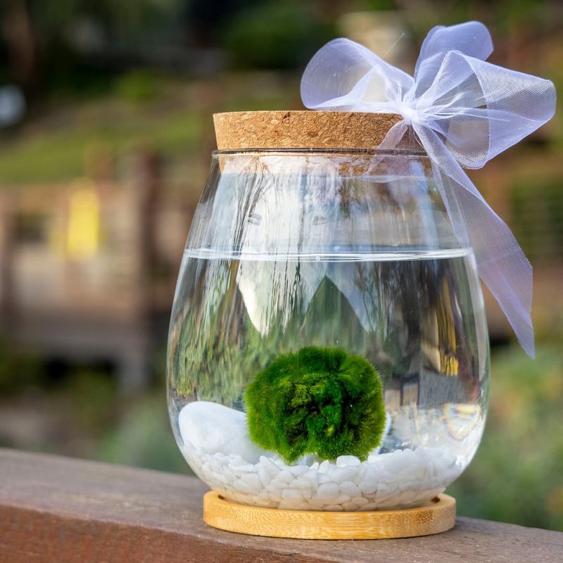 Marimo Moss Ball