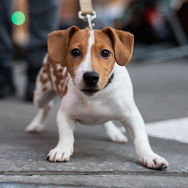 Masters of Mischief: 11 Dog Breeds Most Likely to Escape and Wander Off