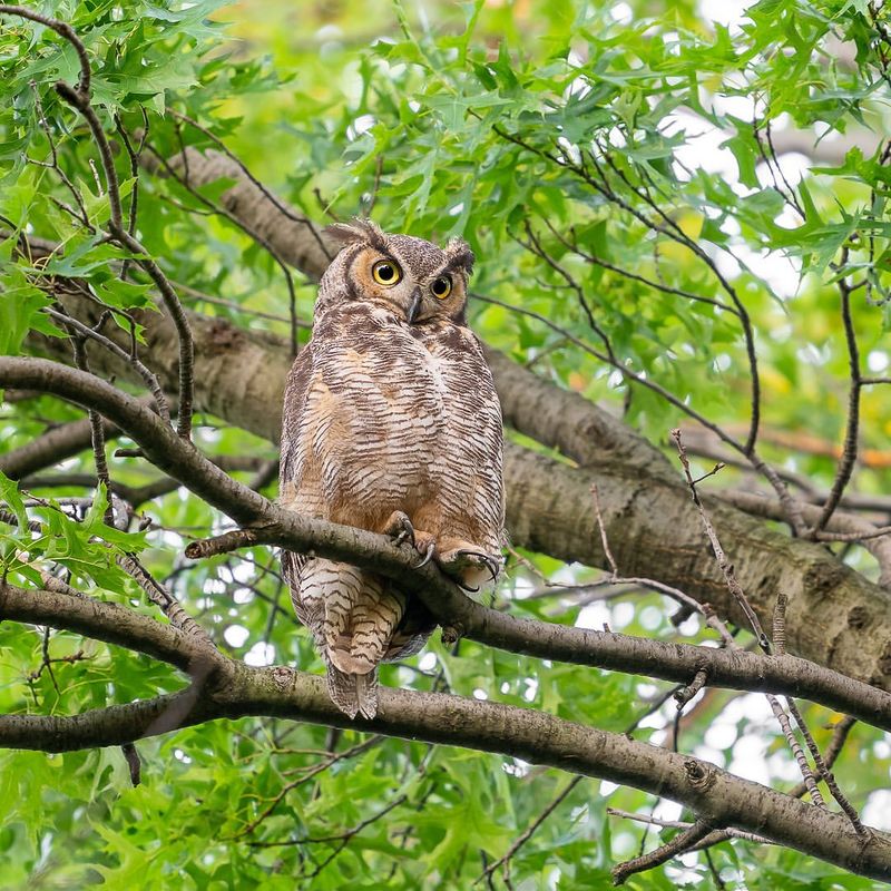 Meet 14 Fiercely Independent Animals That Thrive Without a Crowd