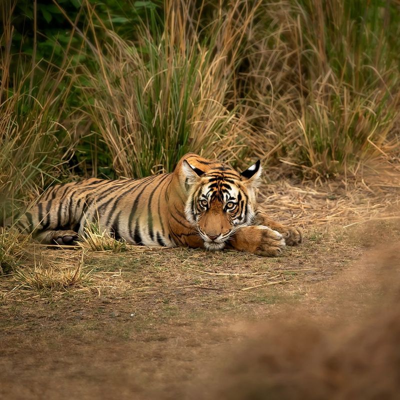 Meet 14 Fiercely Independent Animals That Thrive Without a Crowd