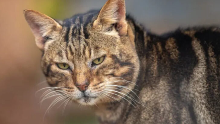 Meet the 11 Biggest Cat Breeds That Rule the Feline Kingdom