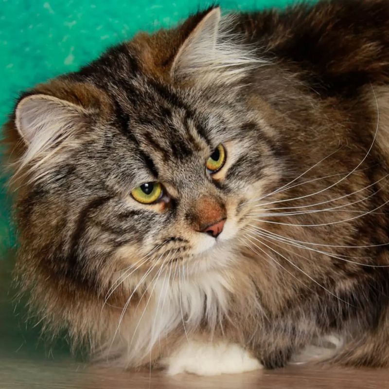 Meet the 11 Biggest Cat Breeds That Rule the Feline Kingdom