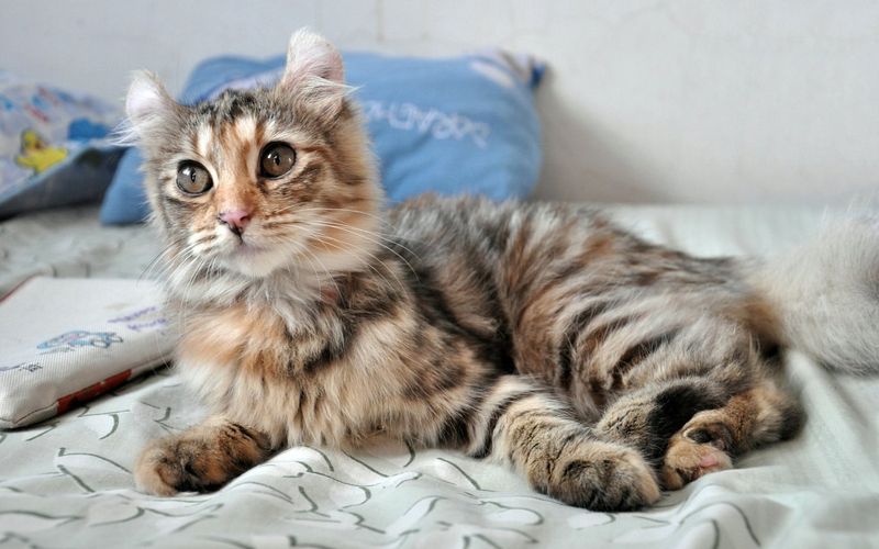 Meet the 7 Cat Breeds That Stay Small Forever and Never Lose Their Kitten Charm