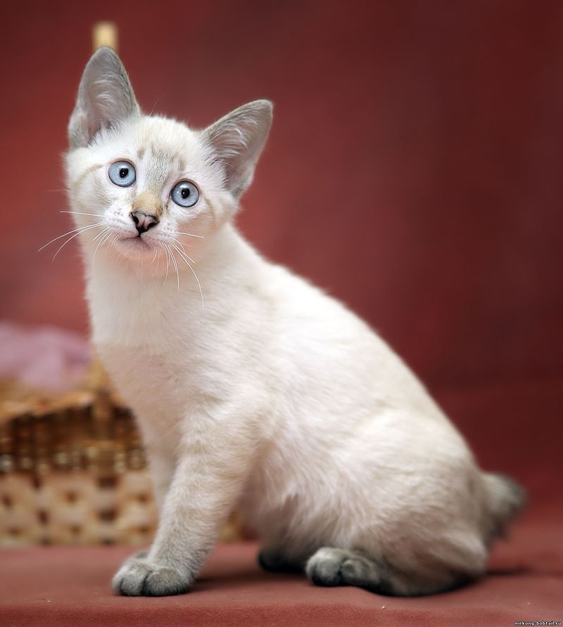 Meet the 7 Cat Breeds That Stay Small Forever and Never Lose Their Kitten Charm