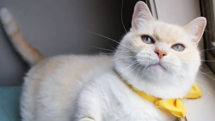 Meet the 7 Cat Breeds That Stay Small Forever and Never Lose Their Kitten Charm