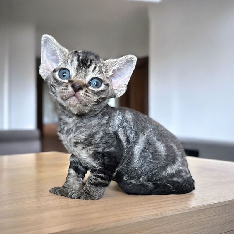 Meet the 7 Cat Breeds That Stay Small Forever and Never Lose Their Kitten Charm