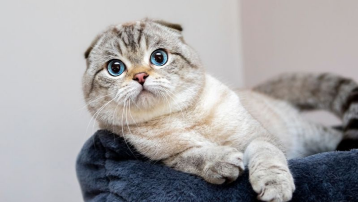 Meet the World’s 12 Most Intelligent Cat Breeds — Their Cleverness Will Astonish You