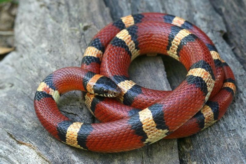 Milk Snake