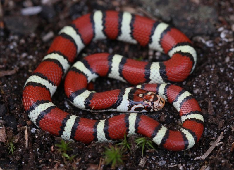 Milk Snake