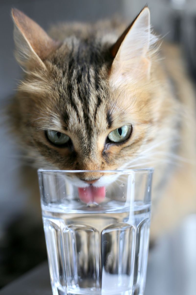 Monitor Your Cat's Drinking Habits