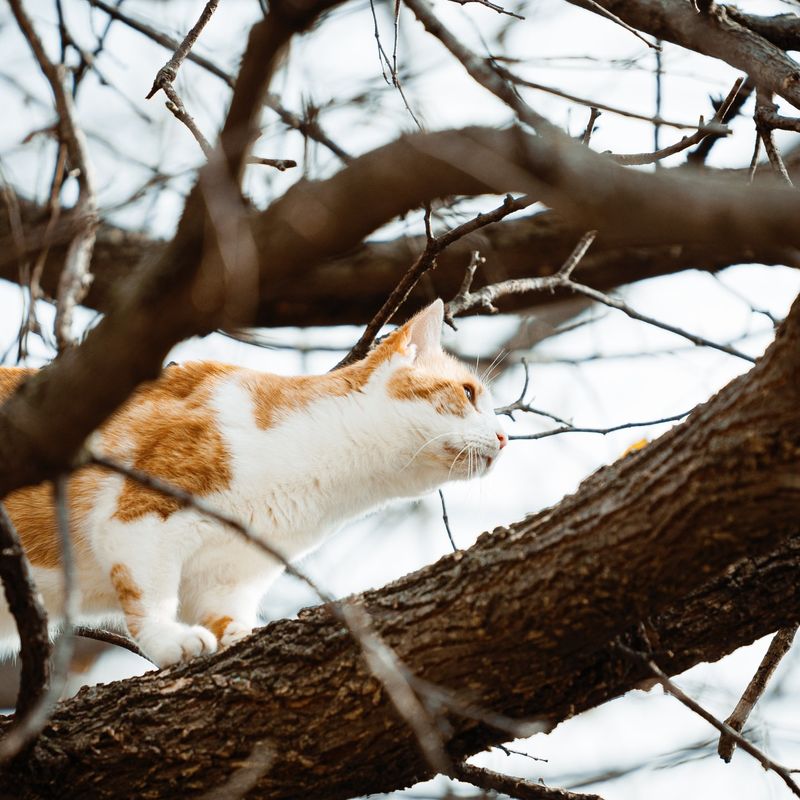 Monitor for Wildlife