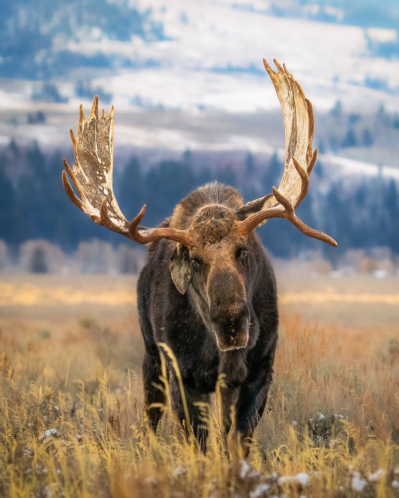 Moose