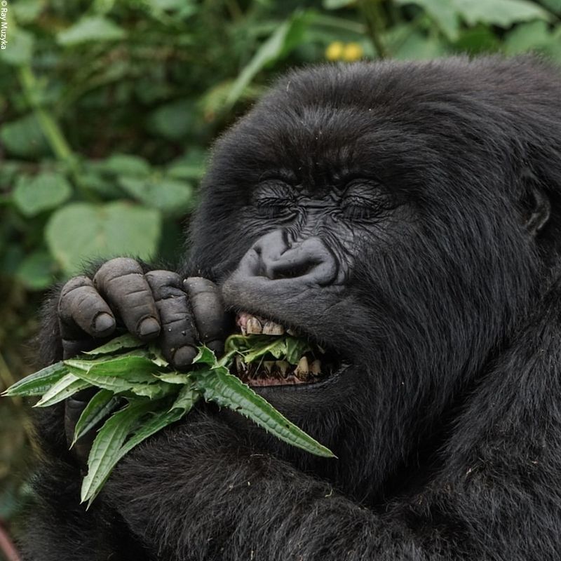 Mountain Gorilla