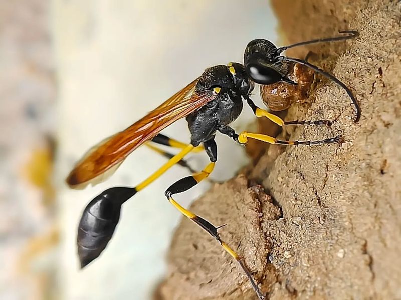 Mud Dauber Wasps