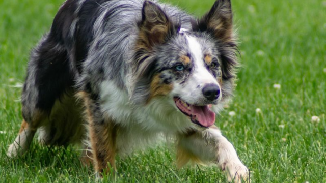 Natural Born Hunters These 9 Dog Breeds Have the Highest Prey Drive