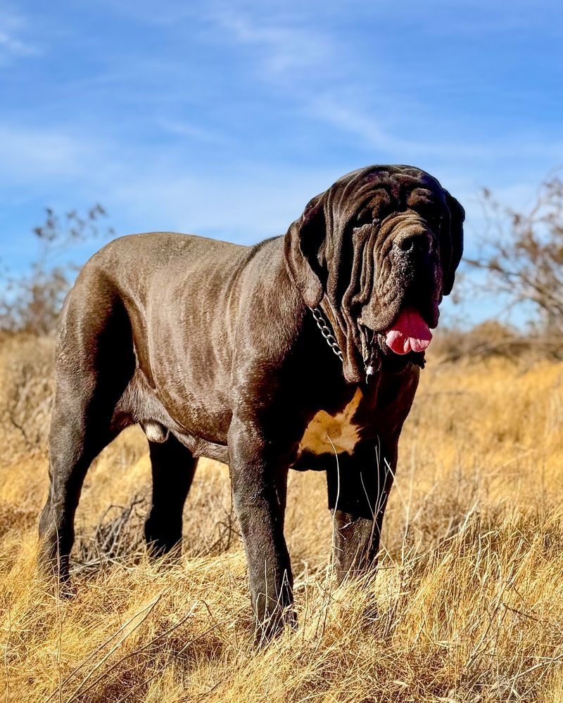 Neapolitan Mastiff