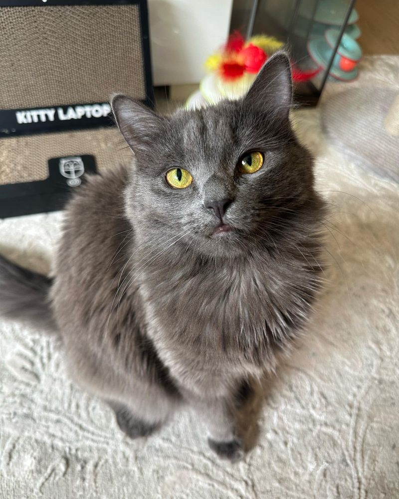 Nebelung