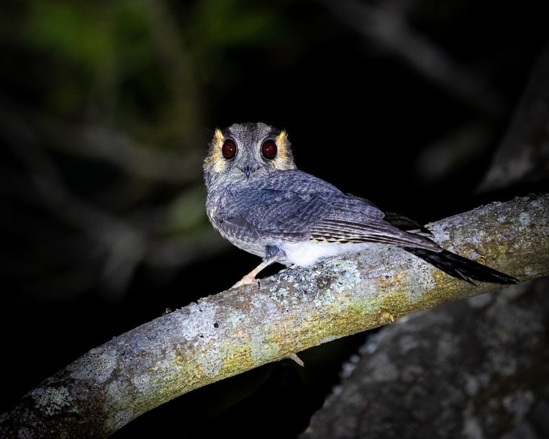 New Caledonian Owlet-Nightjar