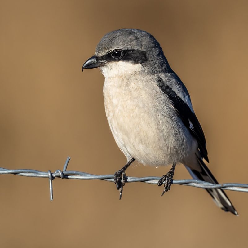 Northern Shrike