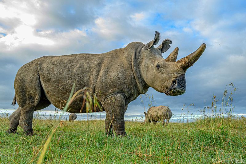 Northern White Rhinoceros