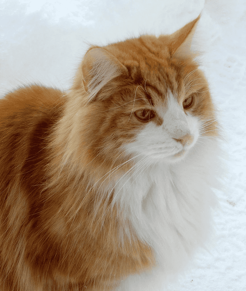 Norwegian Forest Cat