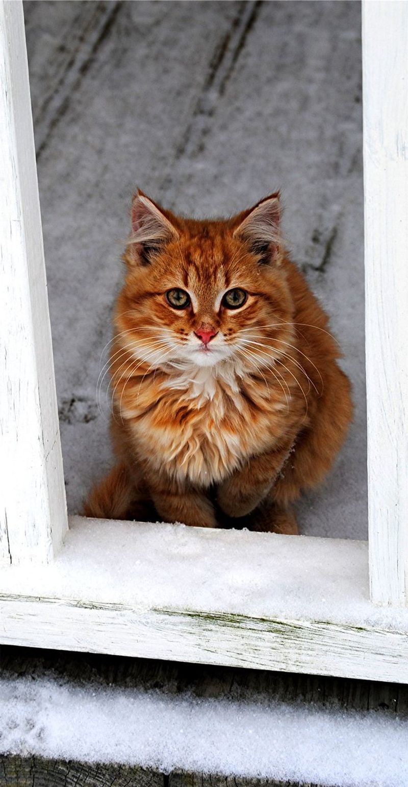 Norwegian Forest Cat