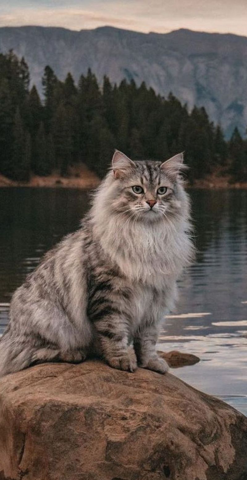 Norwegian Forest Cat