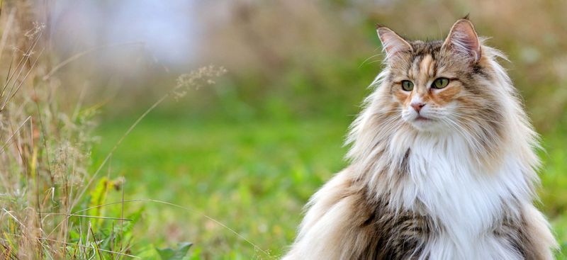 Norwegian Forest Cat