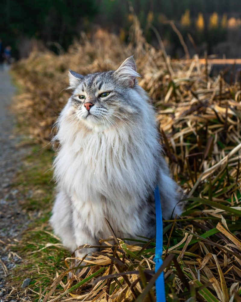 Norwegian Forest Cat