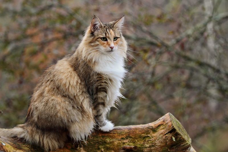 Norwegian Forest Cat