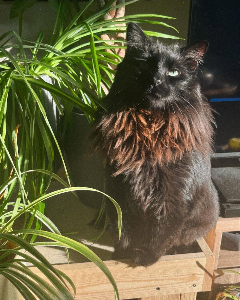 Norwegian Forest Cat