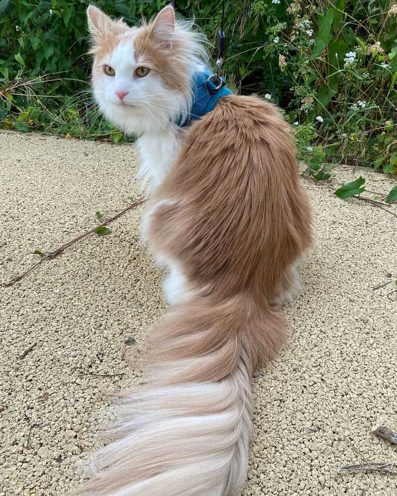 Norwegian Forest Cat