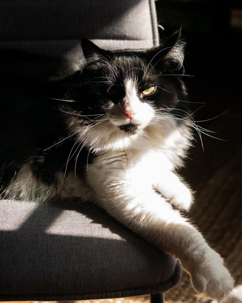 Norwegian Forest Cat