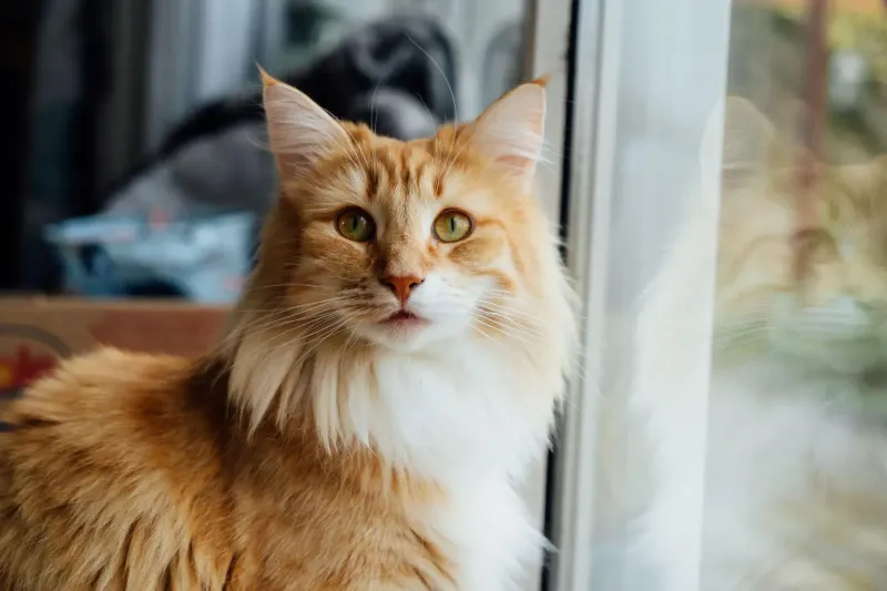 Norwegian Forest Cat