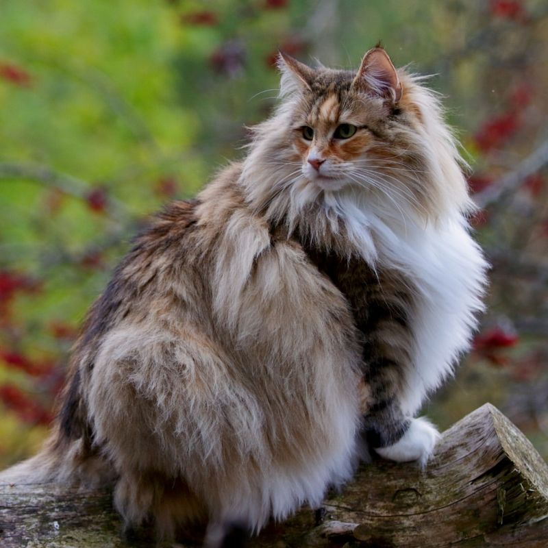 Norwegian Forest Cat