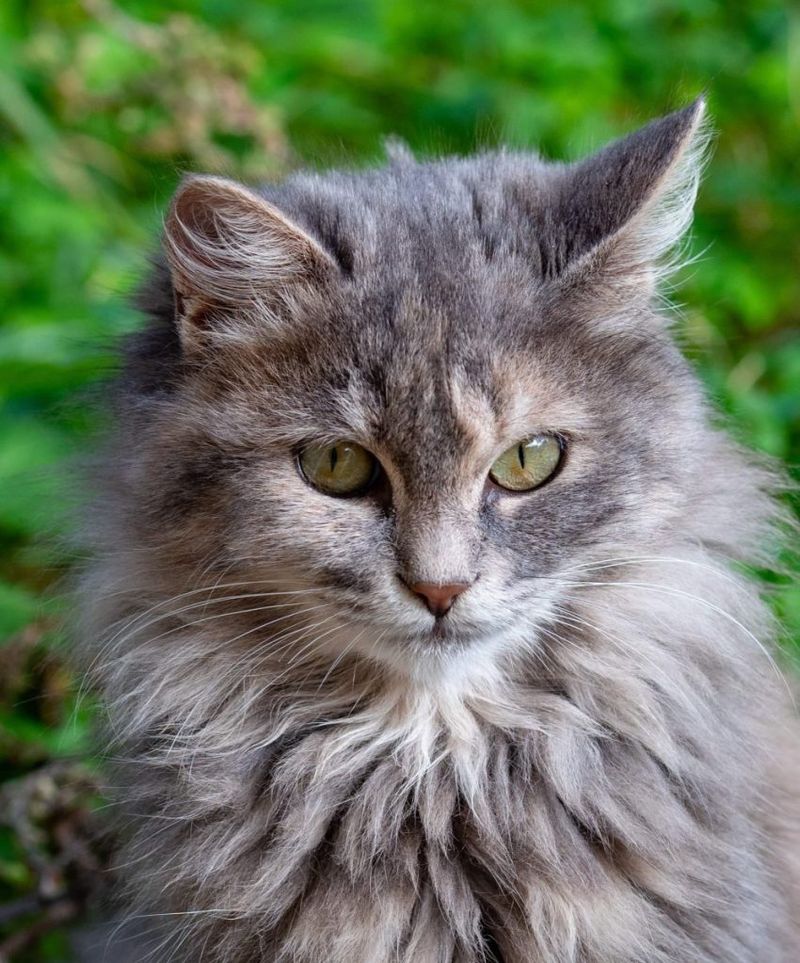 Norwegian Forest Cat