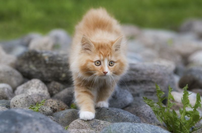 Norwegian Forest Cat