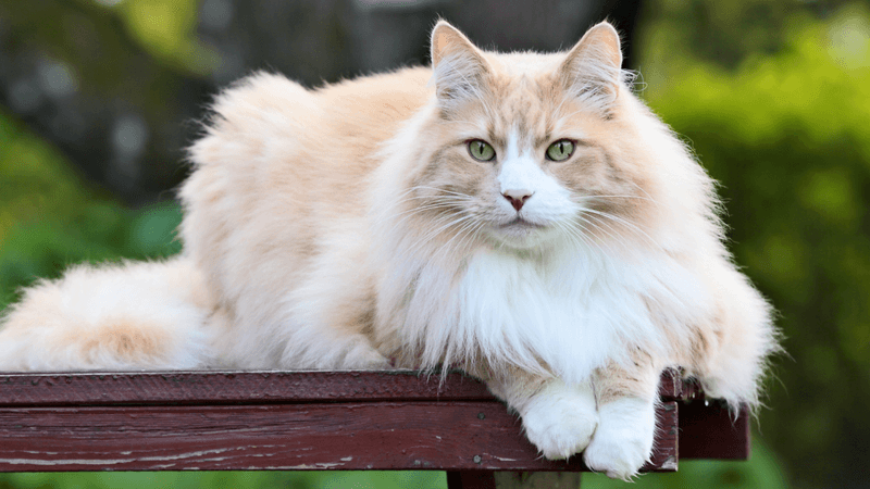 Norwegian Forest Cat: The Watchful Guardian