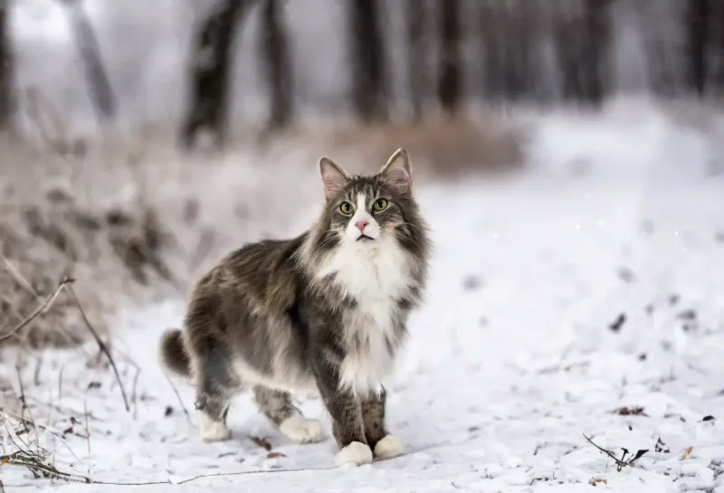 Norwegian Forest Cat