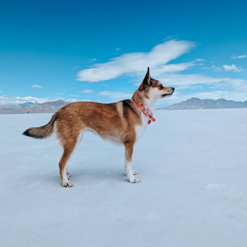 Norwegian Lundehund